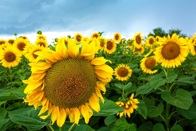 A field of sunflowers before the rain. Black rain clouds over a field of sunflowers