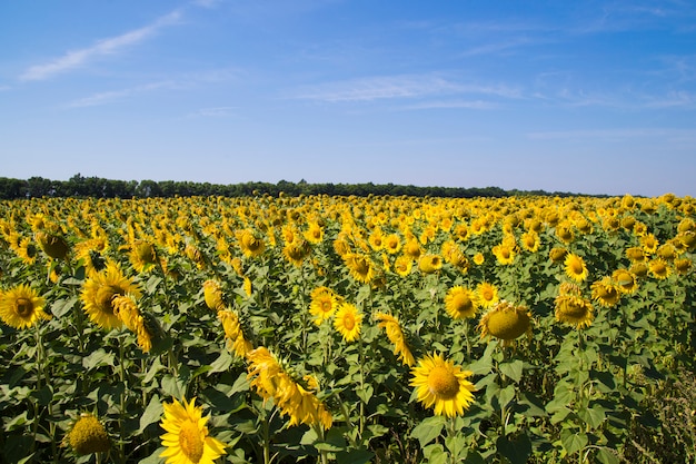 Field of sunflowers and blue sky