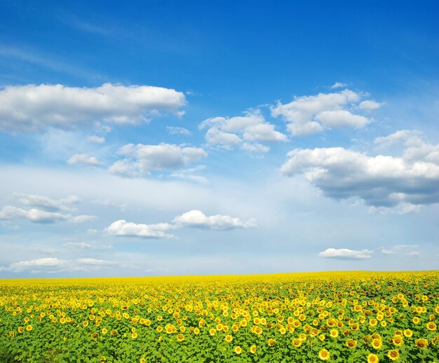 Field of sunflowers and blue sky