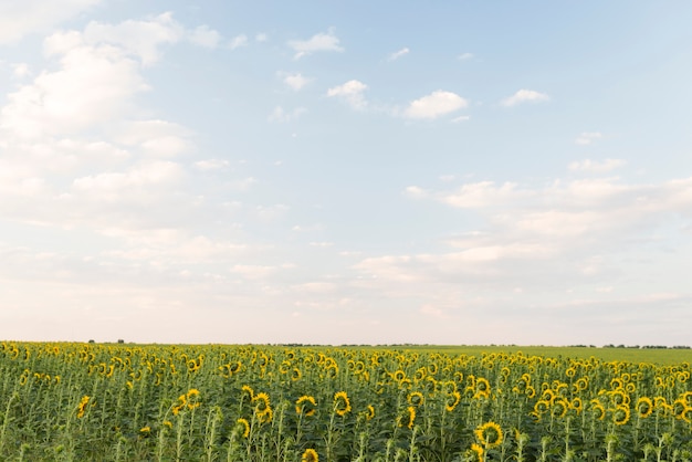 Field of sunflowers plants with blue sky in summer