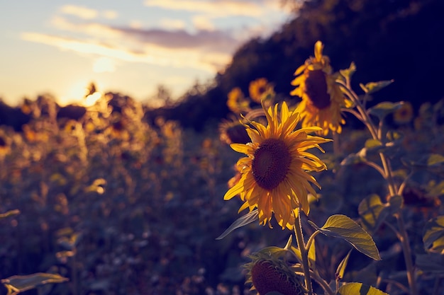 A field of sunflowers in the rays of the setting sun