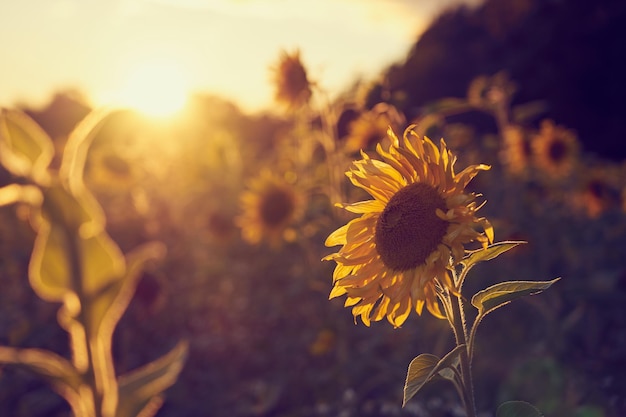 A field of sunflowers in the rays of the setting sun