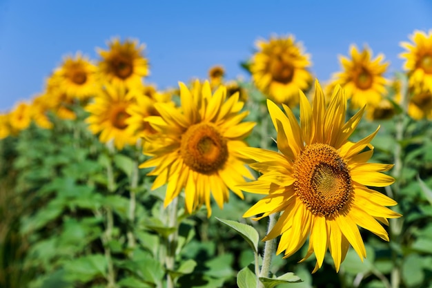 a field of sunflowers in summer agricultural industry