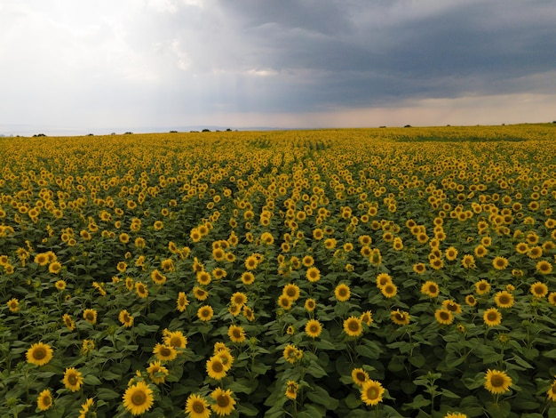 field of sunflowers in summer in nasty day