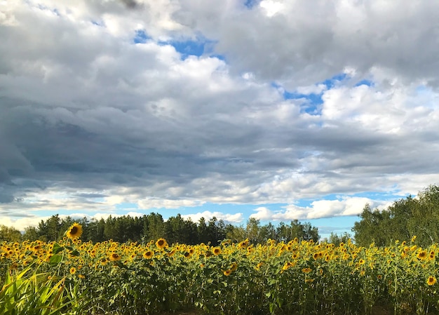 Field of sunflowers on summertime