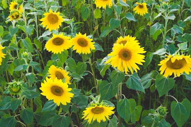 Field of sunflowers on Sunny dayAt sunset