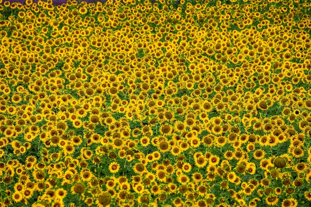 A field of sunflowers on a sunny summer day