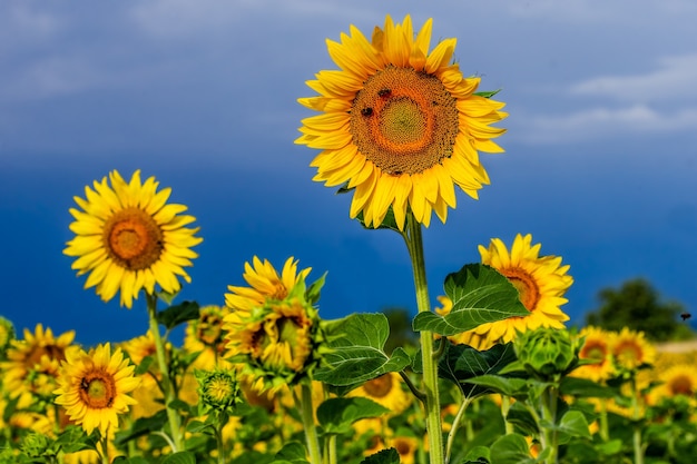 A field of sunflowers on a sunny summer day