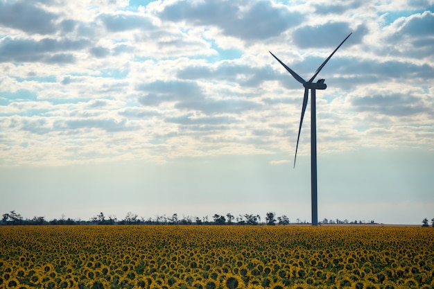 Field of sunflowers and wind turbine working, windmill ecological power by day