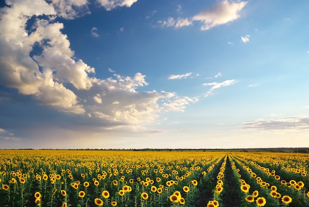 Field of sunflowers.