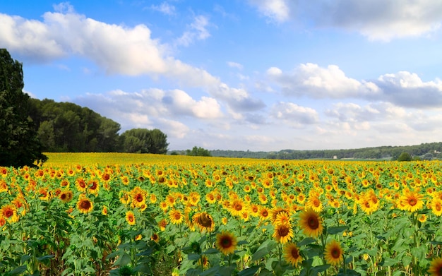 Field of sunflowers