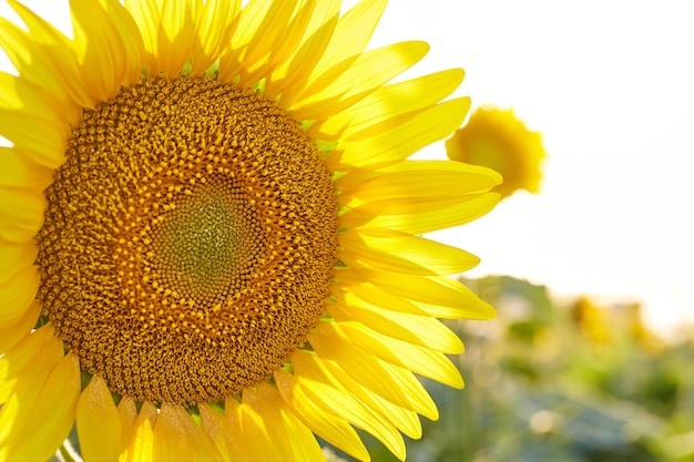 Field of sunflowers