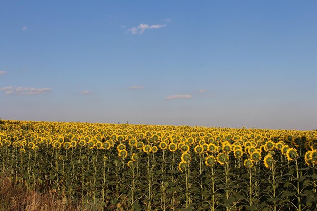 A field of sunflowers