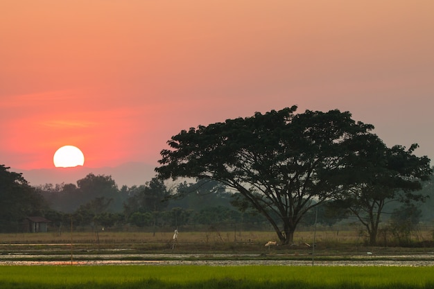 field in sunset.