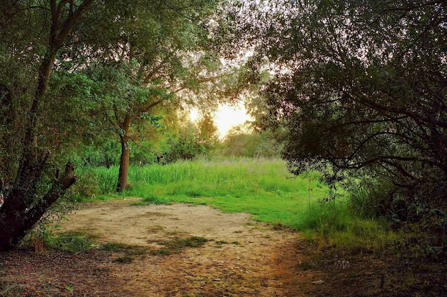 Field at sunset