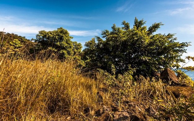 A field of tall grass with trees in the background