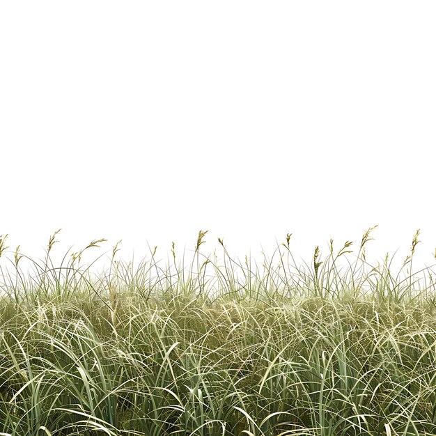 a field of tall green grass with a sky in the background