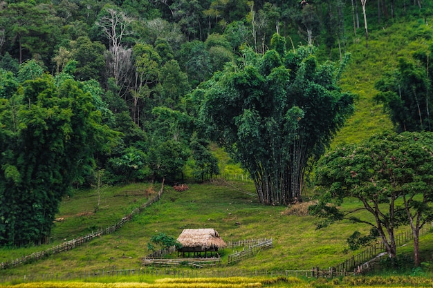 Field in Thailand