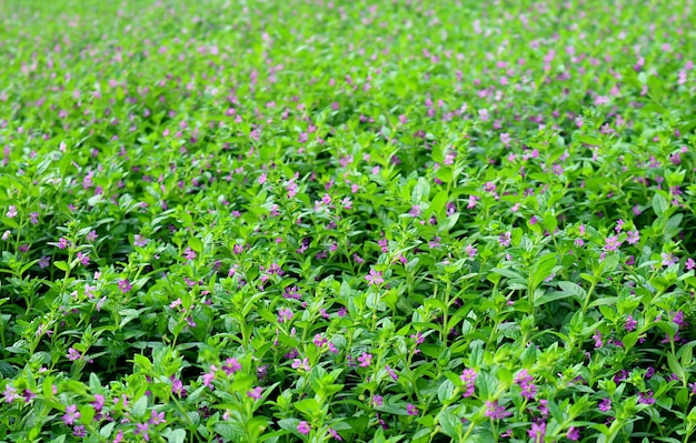 Field of tiny purple flowers in the garden with selective focus