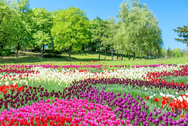 Field of tulips with many colorful flowers in the green park