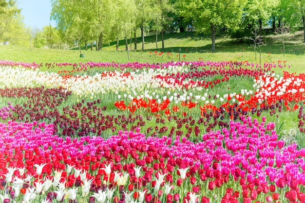 Field of tulips with many colorful flowers in the green park