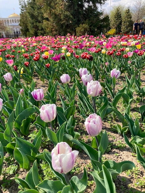 A field of tulips with the word tulips on the bottom.