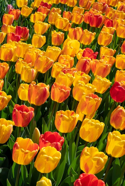 A field of tulips with yellow and red flowers.