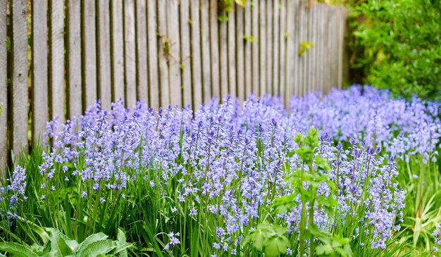 Field of vibrant flowers in a meadow outside in spring Colorful purple blooms of bluebells or hyacinth in a wild yard Closeup view of a colorful nature scene in a garden or countryside