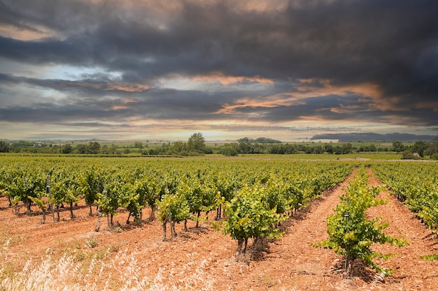 Field of vines with leaves with orange sky and clouds