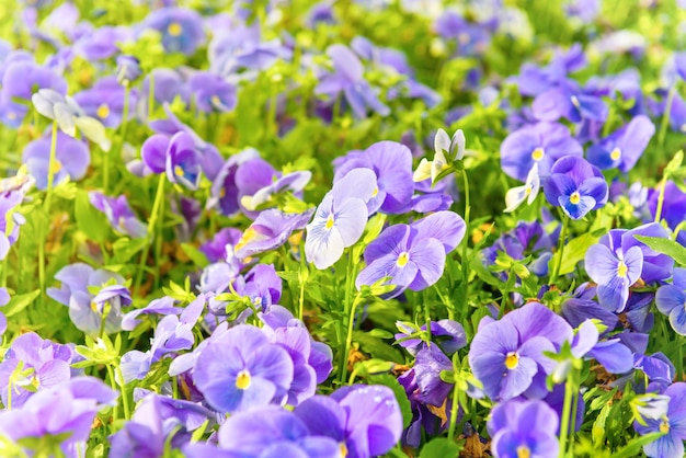 Field on violet flowers