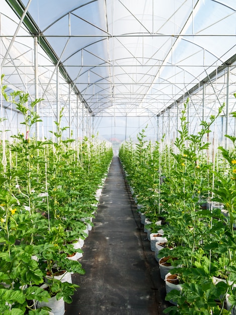 field watermelon in greenhouse