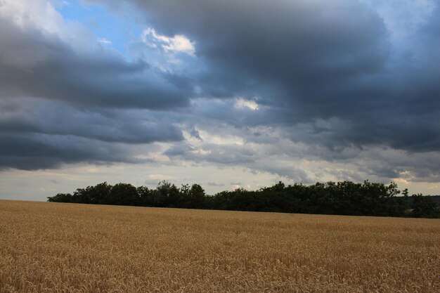 A field of wheat under a cloudy sky