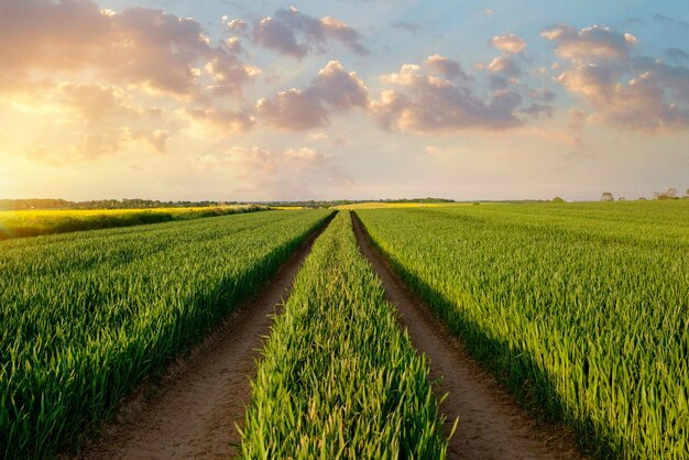 Field of wheat and dramatic sky at sunset usual rural England landscape in Yorkshire