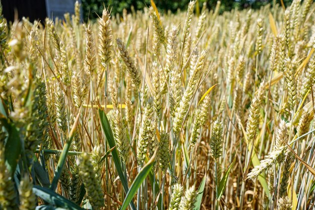 Field of wheat Golden wheat field Ripe wheat grains on the field Wheat harvesting