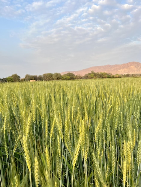 A field of wheat is seen in the desert.