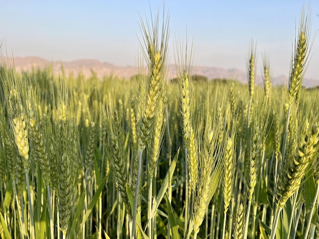 A field of wheat is shown in the desert.