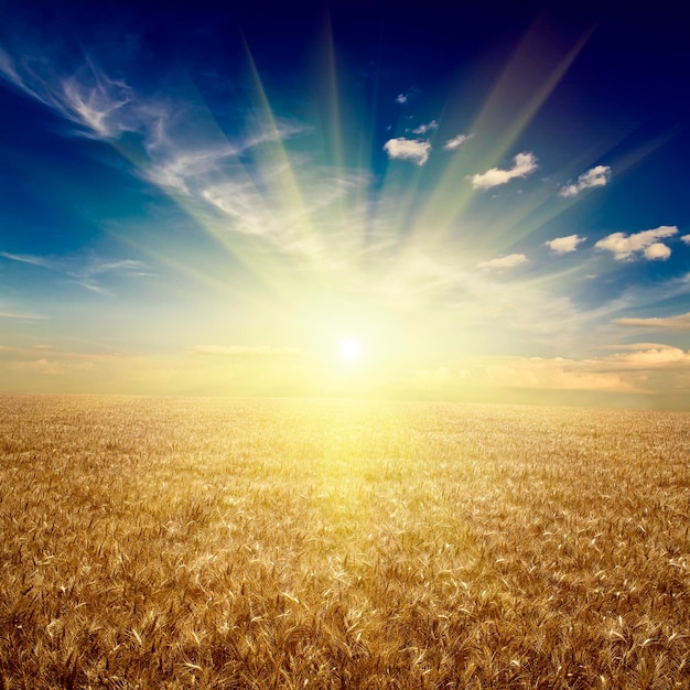 Field of wheat meadow wheat under sky