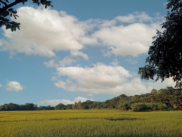 A field of wheat with a blue sky and clouds