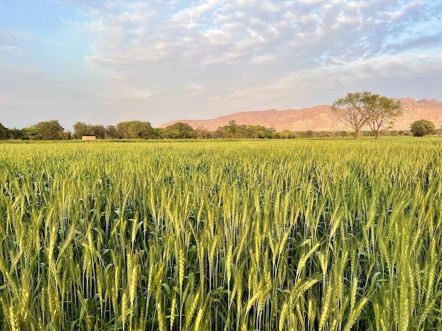 A field of wheat with a mountain in the background