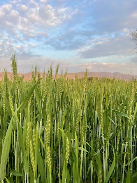 A field of wheat with the mountains in the background