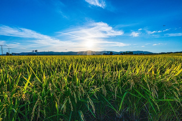 A field of wheat with the sun setting behind it