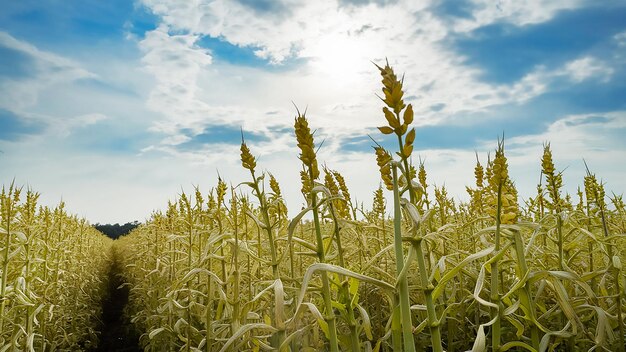 a field of wheat with the sun shining through the clouds