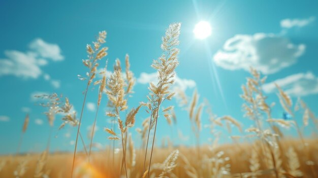 Photo a field of wheat with the sun shining through it