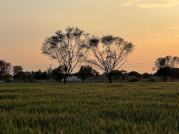 A field of wheat with a sunset in the background