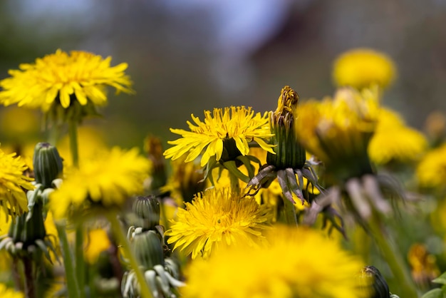 A field where a large number of yellow dandelions grow