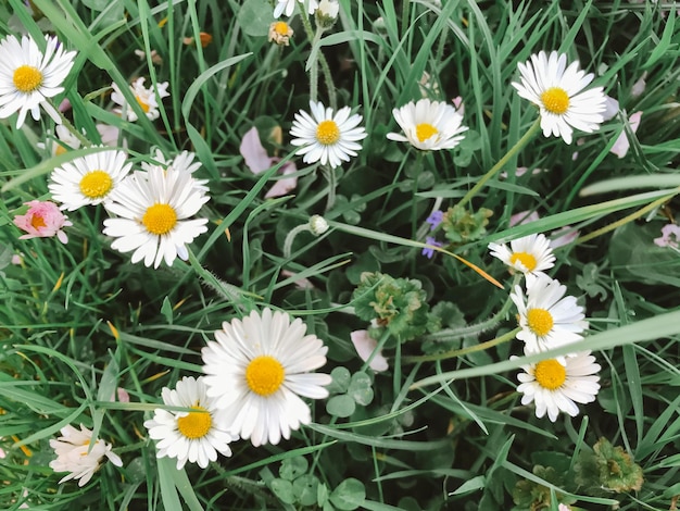 A field of white daisies with yellow centers