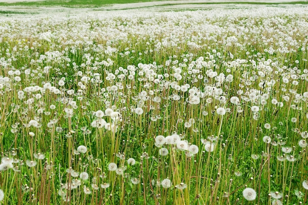 Field of white dandelion flowers