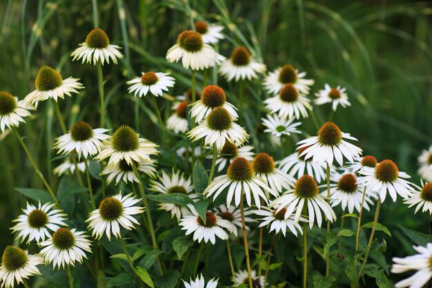 Photo a field of white flowers with the word  wild  on the bottom