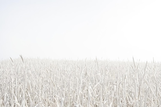 Field of White Grass Against a White Background