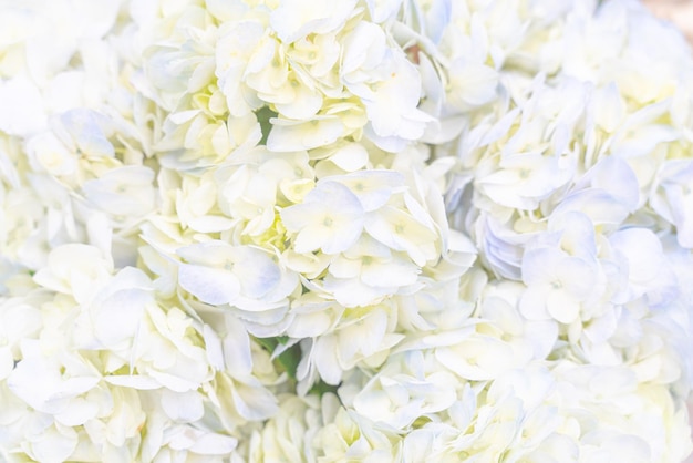 Field of white pastel hydrangea flowers tender soft and delicate hortensia background